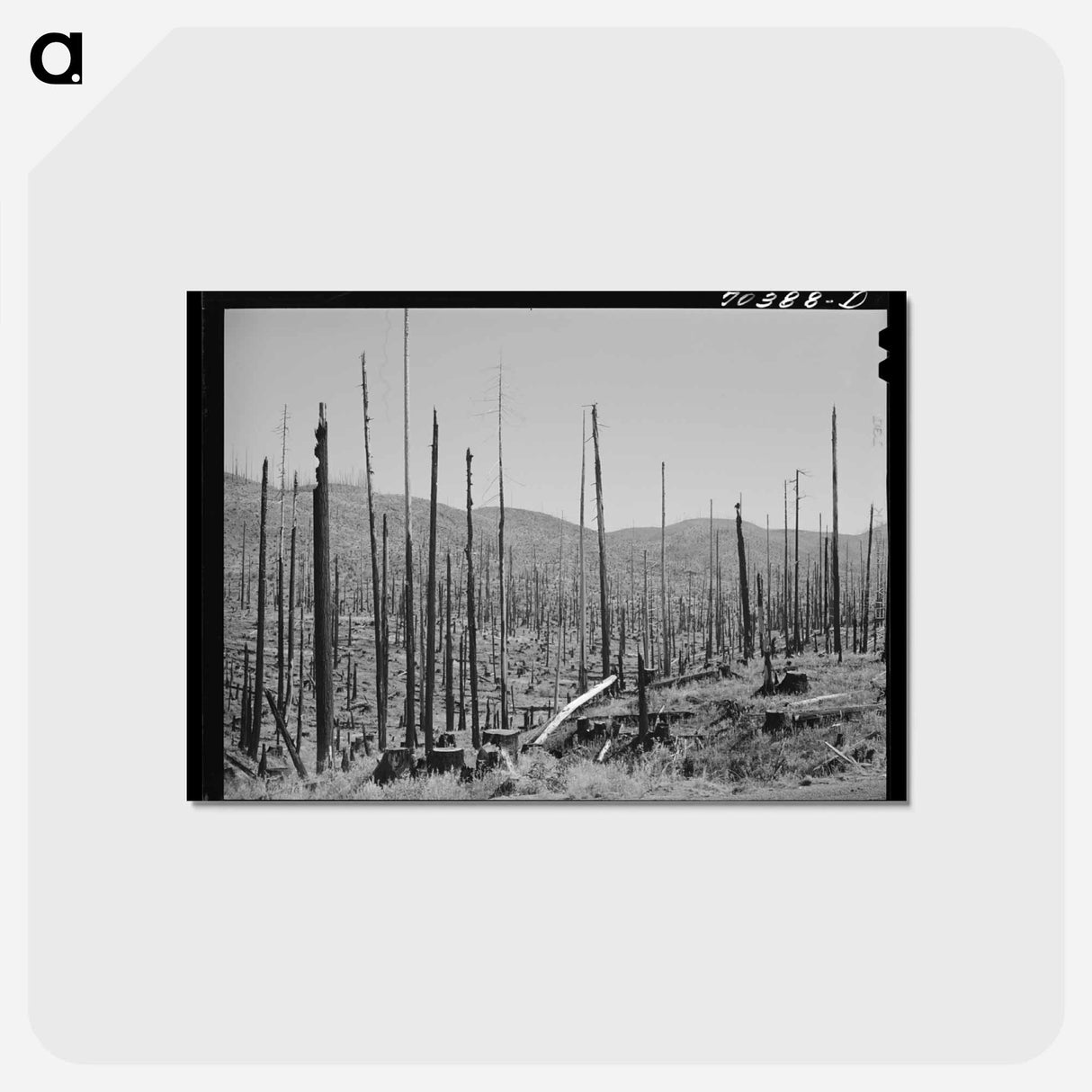 アートポストカード-Clatsop County Burnscape
 - ラッセル リー Postcard.