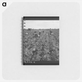 アートメモ帳-Filipino field gang in lettuce - ドロテア ラング Memo.