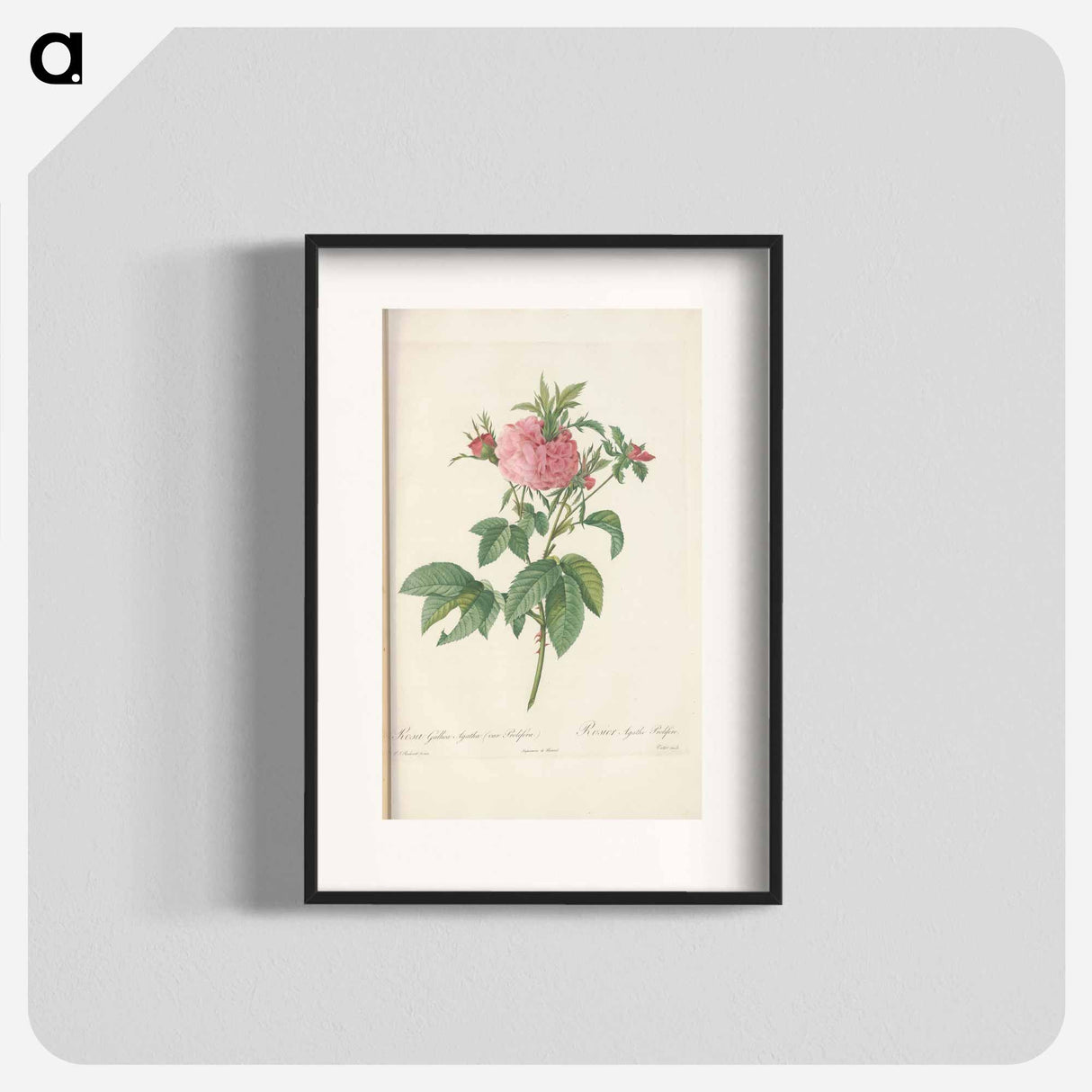 Rose illustration - Pierre Joseph Redouté Poster.