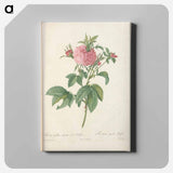 アートパネル-Rose illustration - ピエール ジョゼフ ルドゥーテ Canvas.
