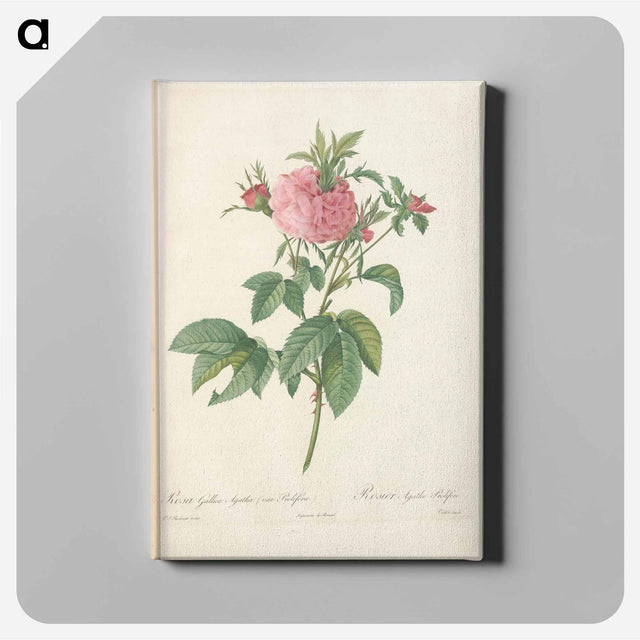 アートパネル-Rose illustration - ピエール ジョゼフ ルドゥーテ Canvas.