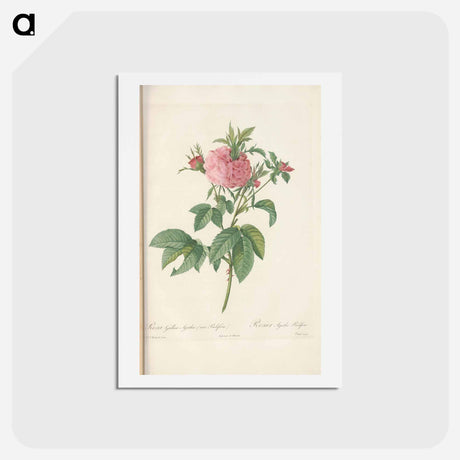アートポストカード-Rose illustration - ピエール ジョゼフ ルドゥーテ Postcard.
