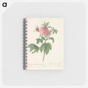 アートメモ帳-Rose illustration - ピエール ジョゼフ ルドゥーテ Memo.