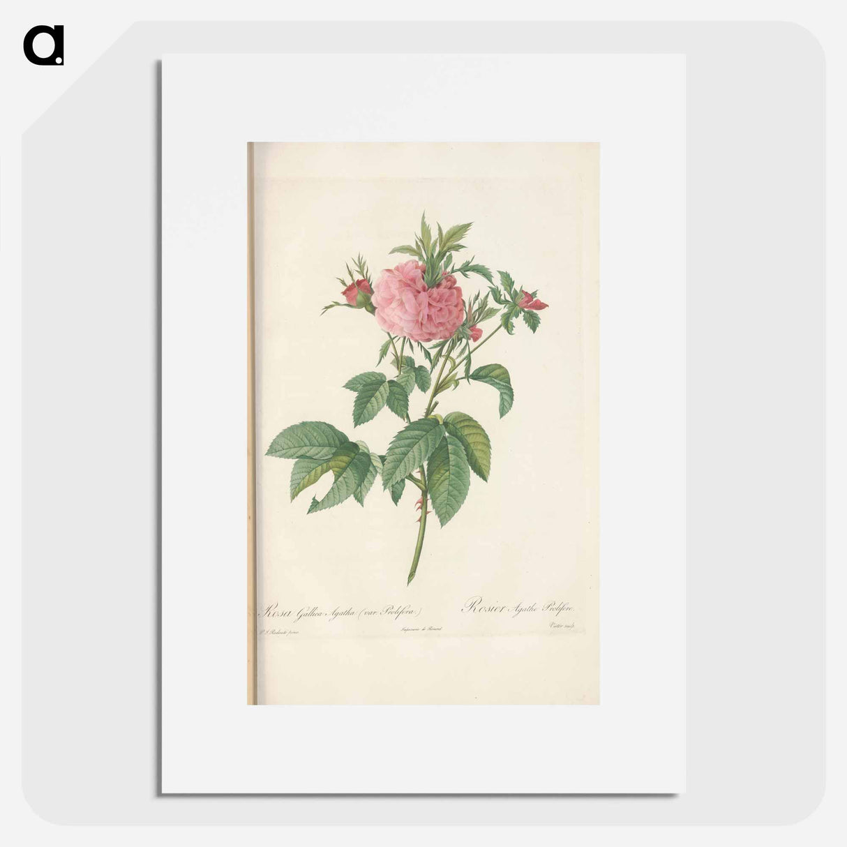 Rose illustration - Pierre Joseph Redouté Poster.