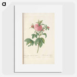 Rose illustration - Pierre Joseph Redouté Poster.