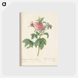 アートポストカード-Rose illustration - ピエール ジョゼフ ルドゥーテ Postcard.