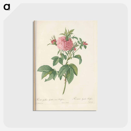 アートポストカード-Rose illustration - ピエール ジョゼフ ルドゥーテ Postcard.