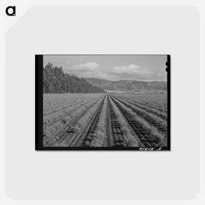 アートポストカード-Guayule Shrubs
 - ラッセル リー Postcard.