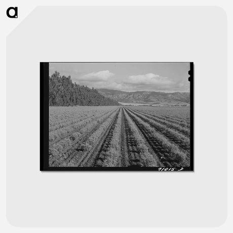 アートポストカード-Guayule Shrubs
 - ラッセル リー Postcard.