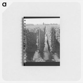 アートメモ帳-Beanfield showing irrigation - ドロテア ラング Memo.