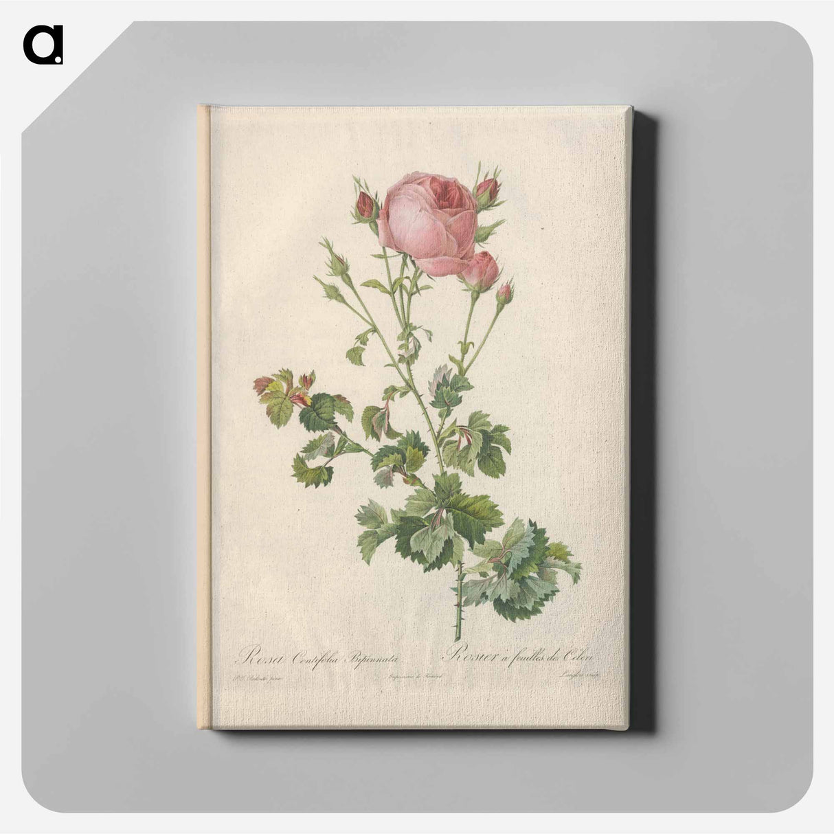 アートパネル-Rose illustration - ピエール ジョゼフ ルドゥーテ Canvas.