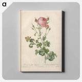 アートパネル-Rose illustration - ピエール ジョゼフ ルドゥーテ Canvas.