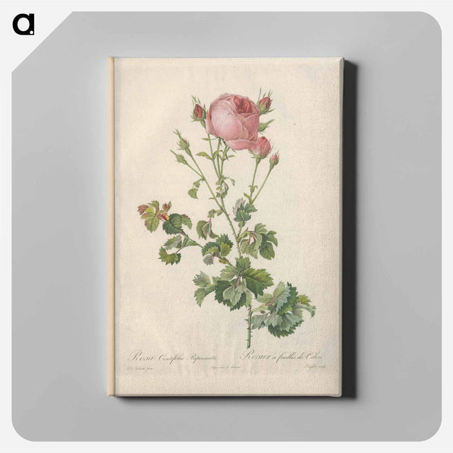 アートパネル-Rose illustration - ピエール ジョゼフ ルドゥーテ Canvas.