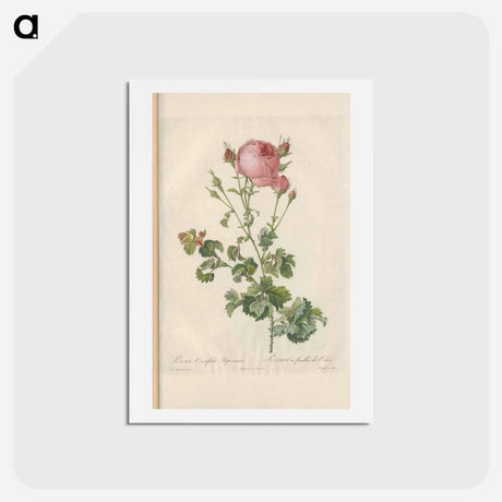アートポストカード-Rose illustration - ピエール ジョゼフ ルドゥーテ Postcard.