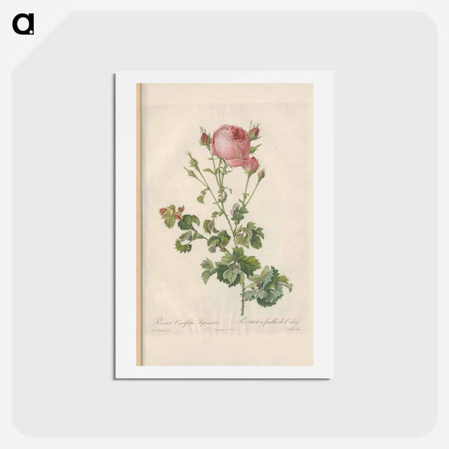 アートポストカード-Rose illustration - ピエール ジョゼフ ルドゥーテ Postcard.