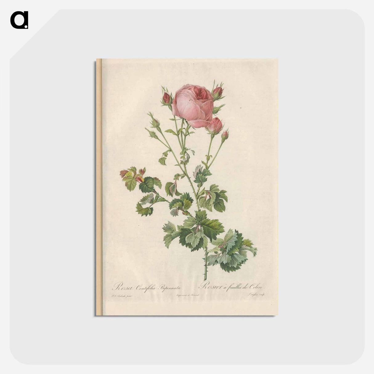 アートポストカード-Rose illustration - ピエール ジョゼフ ルドゥーテ Postcard.
