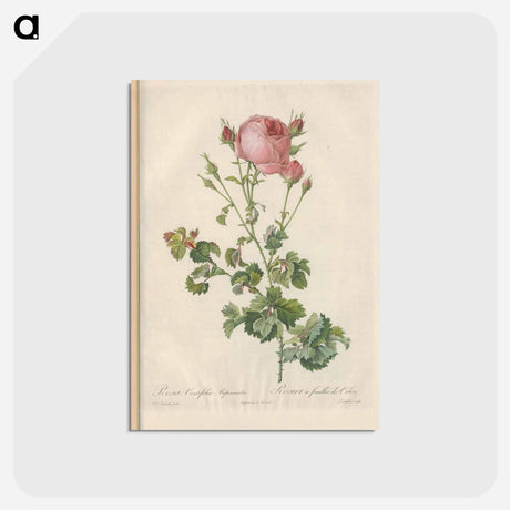 アートポストカード-Rose illustration - ピエール ジョゼフ ルドゥーテ Postcard.