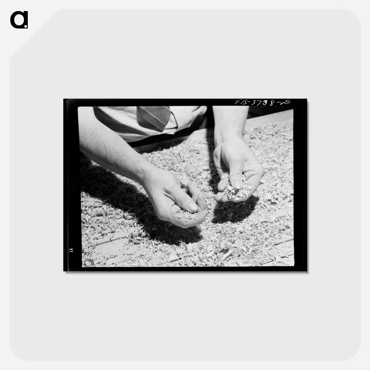 アートポストカード-Dehydrated Cabbage Quality
 - ラッセル リー Postcard.