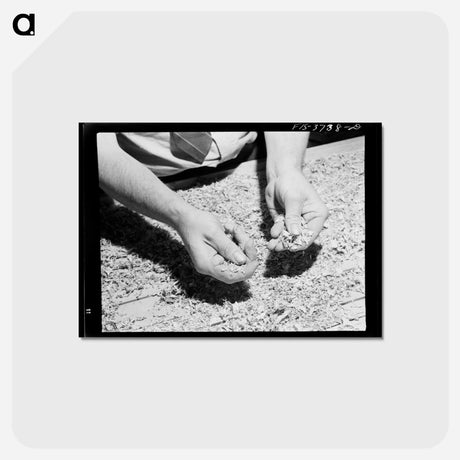 アートポストカード-Dehydrated Cabbage Quality
 - ラッセル リー Postcard.