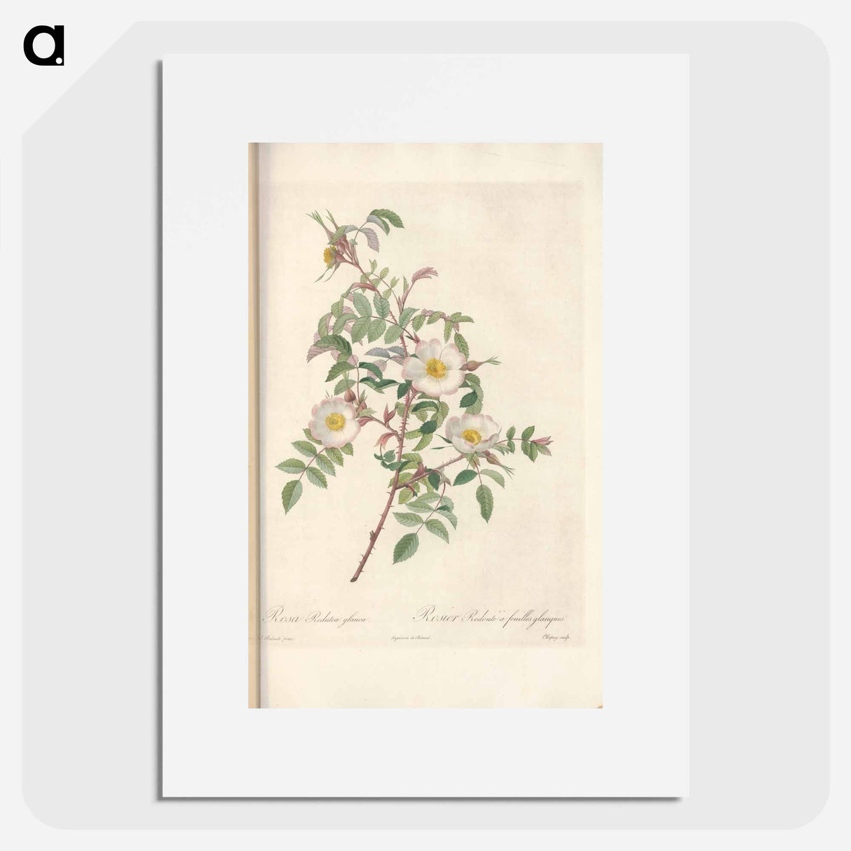 Rose illustration - Pierre Joseph Redouté Poster.