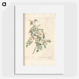 Rose illustration - Pierre Joseph Redouté Poster.