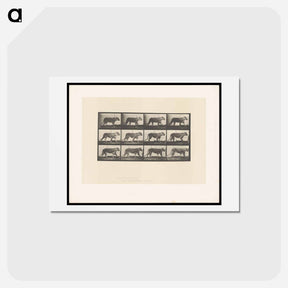 アートポストカード-Lioness Walking
 - エドワード マイブリッジ Postcard.
