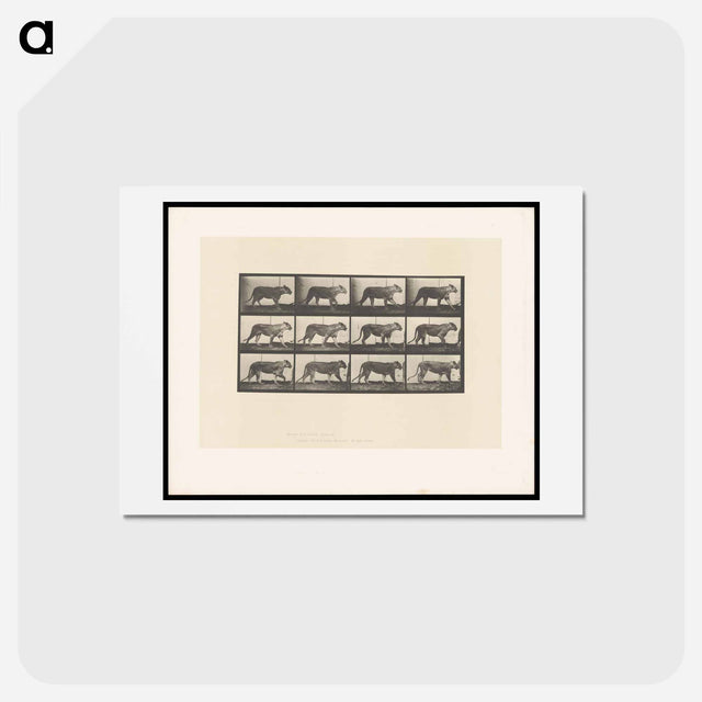 アートポストカード-Lioness Walking
 - エドワード マイブリッジ Postcard.