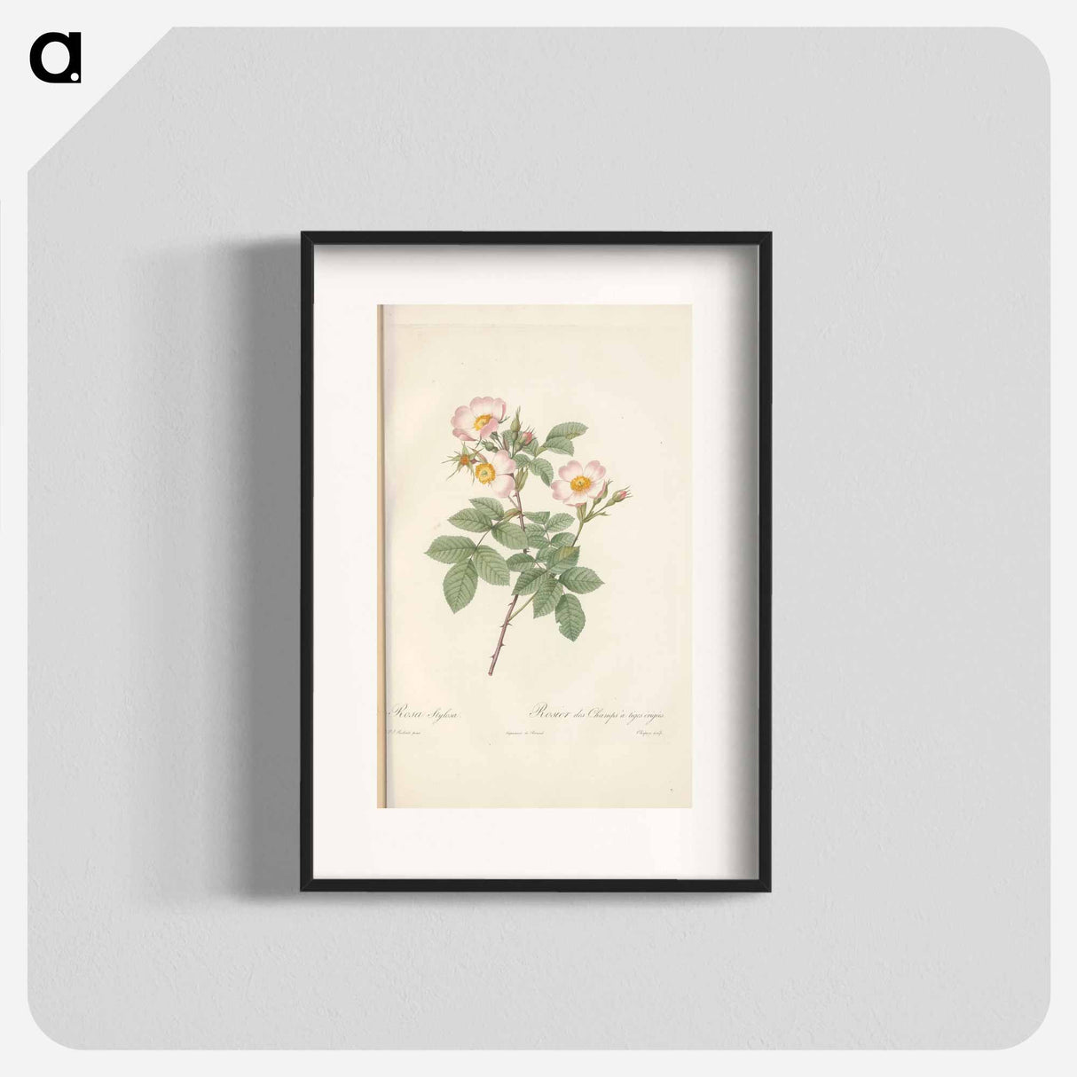 Rose illustration - Pierre Joseph Redouté Poster.