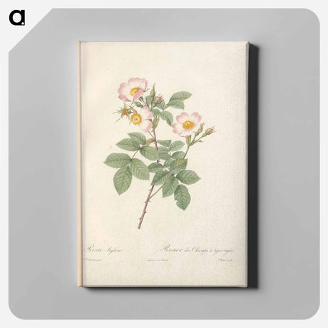 アートパネル-Rose illustration - ピエール ジョゼフ ルドゥーテ Canvas.