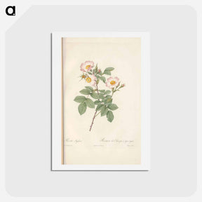アートポストカード-Rose illustration - ピエール ジョゼフ ルドゥーテ Postcard.