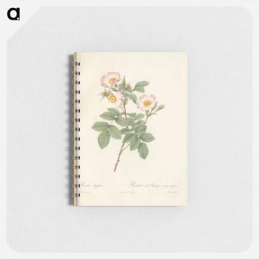 アートメモ帳-Rose illustration - ピエール ジョゼフ ルドゥーテ Memo.