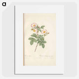 Rose illustration - Pierre Joseph Redouté Poster.