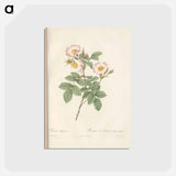 アートポストカード-Rose illustration - ピエール ジョゼフ ルドゥーテ Postcard.