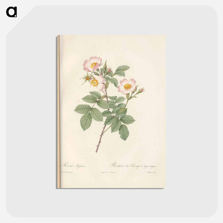 アートポストカード-Rose illustration - ピエール ジョゼフ ルドゥーテ Postcard.