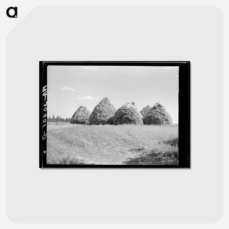 アートポストカード-Hay Stacking, Northcentral Minnesota
 - ラッセル リー Postcard.
