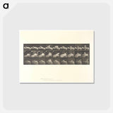 アートポストカード-Wrestling Men
 - エドワード マイブリッジ Postcard.