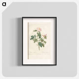 Rose illustration - Pierre Joseph Redouté Poster.