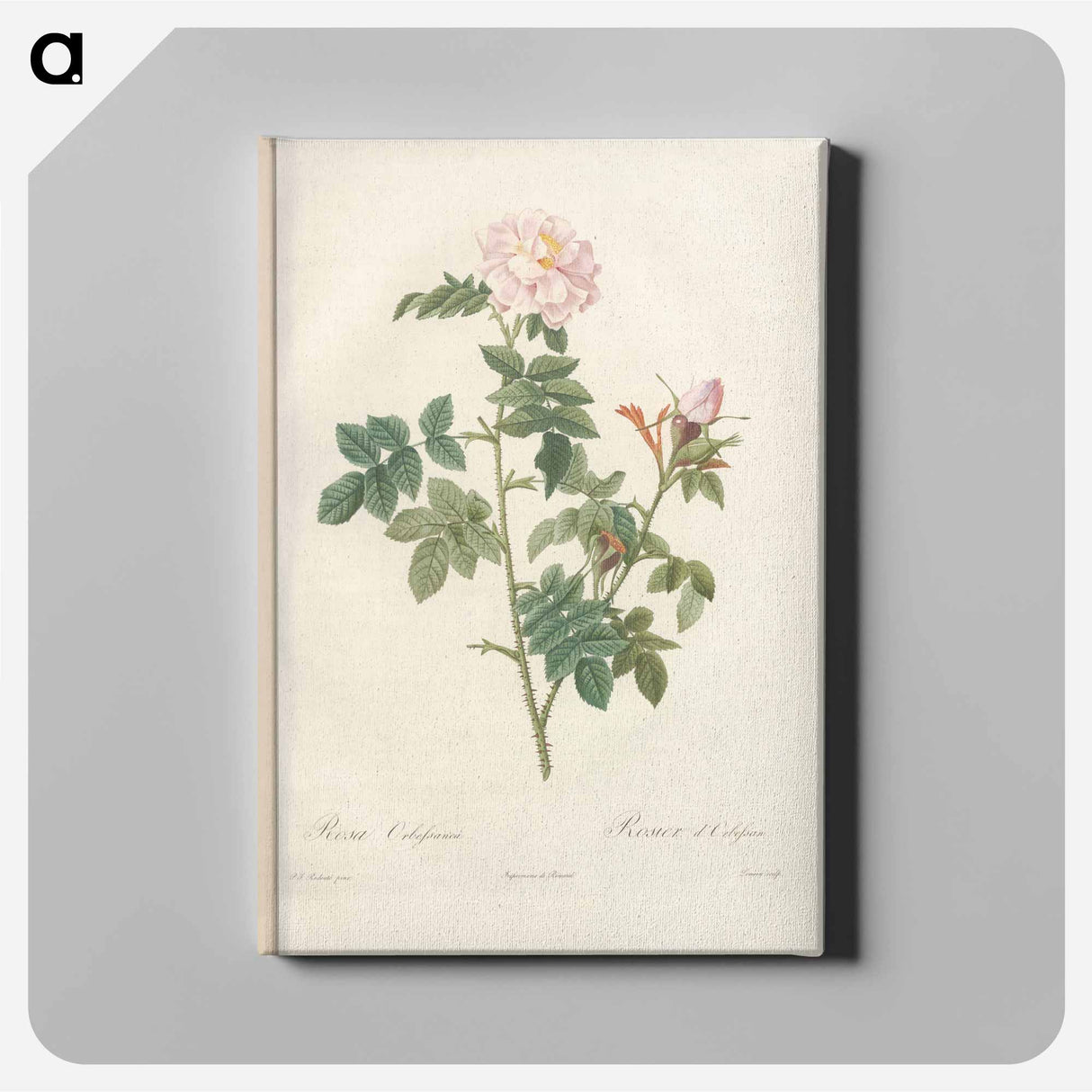 アートパネル-Rose illustration - ピエール ジョゼフ ルドゥーテ Canvas.