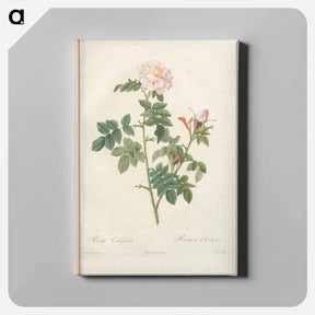 アートパネル-Rose illustration - ピエール ジョゼフ ルドゥーテ Canvas.