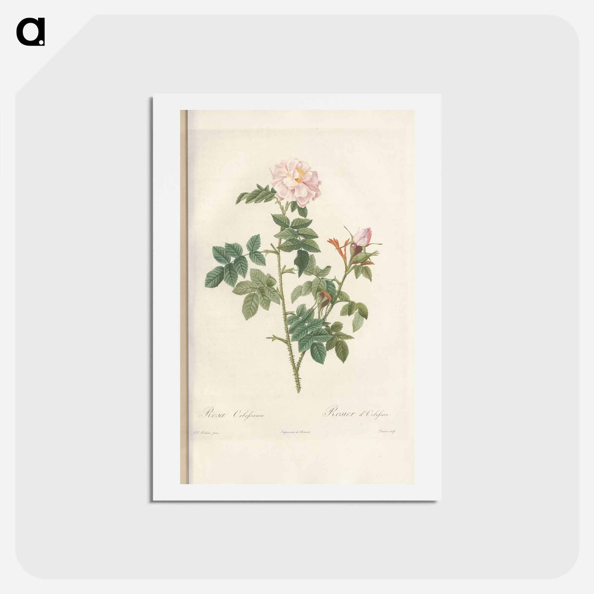 アートポストカード-Rose illustration - ピエール ジョゼフ ルドゥーテ Postcard.