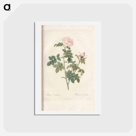 アートポストカード-Rose illustration - ピエール ジョゼフ ルドゥーテ Postcard.
