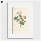 Rose illustration - Pierre Joseph Redouté Poster.