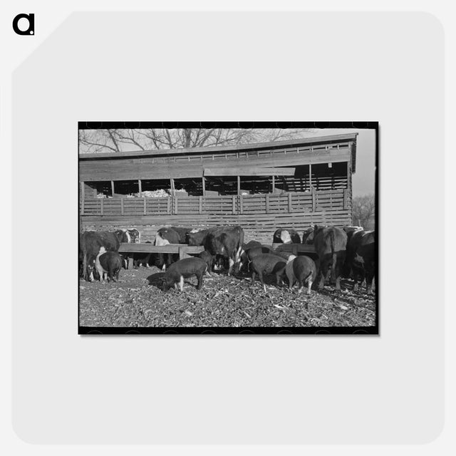 アートポストカード-Emrick Farm: Cattle and Hogs Feeding
 - ラッセル リー Postcard.