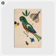 アートポストカード-Parakeet
 - バーンズ・コレクション Postcard.