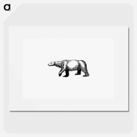 アートポスター-Polar Bear from A Peep At The Esquimaux; Or Scenes On The Ice: To Which Is Annexed A Polar Pastoral
 - 大英図書館 Poster.