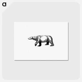 アートポストカード-Polar Bear from A Peep At The Esquimaux; Or Scenes On The Ice: To Which Is Annexed A Polar Pastoral
 - 大英図書館 Postcard.