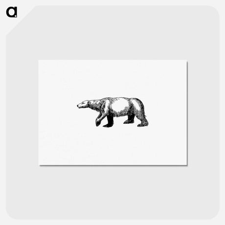 アートポストカード-Polar Bear from A Peep At The Esquimaux; Or Scenes On The Ice: To Which Is Annexed A Polar Pastoral
 - 大英図書館 Postcard.