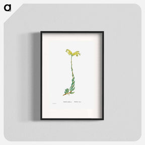 アートポスター-Sedum Altiffimum - ピエール ジョゼフ ルドゥーテ Poster.