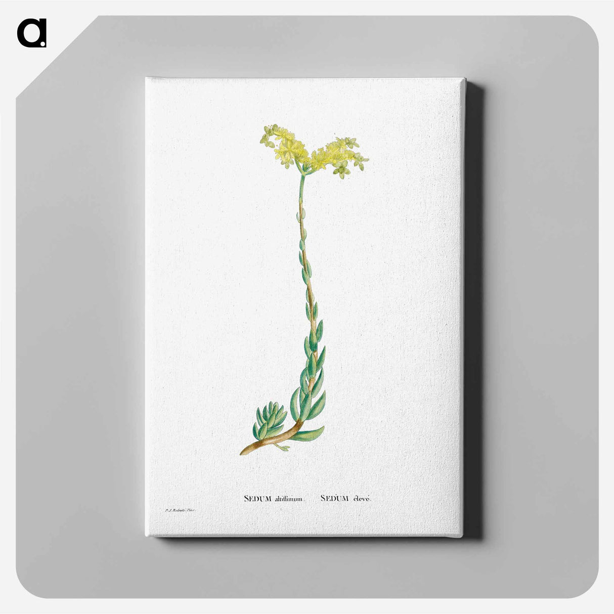 アートパネル-Sedum Altiffimum - ピエール ジョゼフ ルドゥーテ Canvas.
