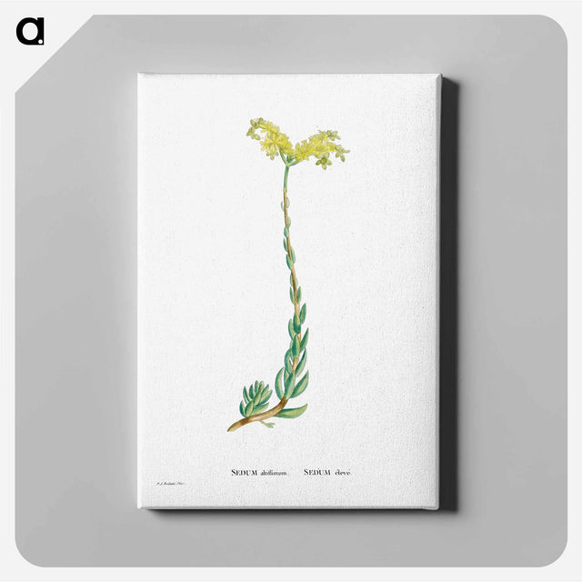 アートパネル-Sedum Altiffimum - ピエール ジョゼフ ルドゥーテ Canvas.